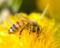 Contributi apicoltura 2011